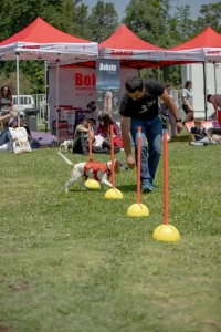Owners parade with their small dogs on the ParquePet stage during an event activity.