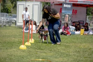 A woman guides her dog through an agility course with obstacles on the grass during ParquePet.